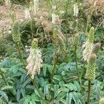 Sanguisorba canadensis flower picture by anne Tribout (cc-by-sa)