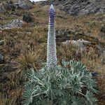 Lupinus alopecuroides habit picture by Fabien Anthelme (cc-by-sa)