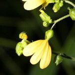 Milleria quinqueflora flower picture by Nelson Zamora Villalobos (cc-by-nc)