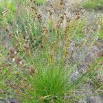 Juncus squarrosus flower picture by Peter V (cc-by-sa)