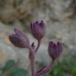 Saxifraga media flower picture by margarida vila (cc-by-sa)