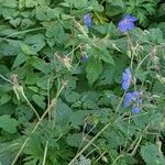 Geranium pratense habit picture by Sabina Hartmann (cc-by-sa)