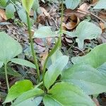 Spathicarpa hastifolia habit picture by Trap Hers (cc-by-sa)