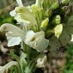 Pedicularis comosa flower picture by Alain Lagrave (cc-by-sa)