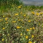 Grindelia squarrosa habit picture by Giode Tonpino (cc-by-sa)