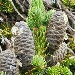 Abies lasiocarpa fruit picture by Michael Finch (cc-by-sa)