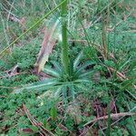 Eryngium deppeanum leaf picture by Fabien Anthelme (cc-by-sa)