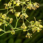 Thalictrum minus flower picture by Martin Bishop (cc-by-sa)