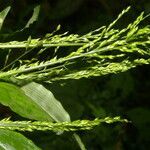 Ichnanthus calvescens leaf picture by Nelson Zamora Villalobos (cc-by-nc)