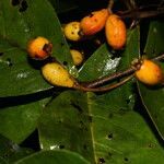 Eugenia hiraeifolia fruit picture by Nelson Zamora Villalobos (cc-by-nc)