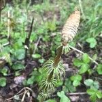 Equisetum sylvaticum flower picture by Svetlana (cc-by-sa)