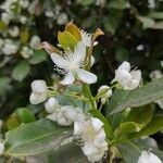 Eugenia brasiliensis flower picture by Makoto Makoto (cc-by-sa)