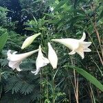 Lilium longiflorum flower picture by Moon Dirt (cc-by-sa)