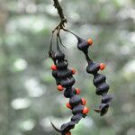 Erythrina lanceolata flower picture by Nelson Zamora Villalobos (cc-by-nc)