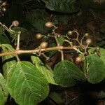 Cissus biformifolia fruit picture by Nelson Zamora Villalobos (cc-by-nc)