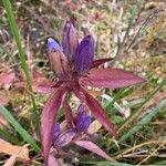 Gentiana andrewsii flower picture by Heffner Laura (cc-by-sa)