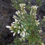 Baccharis pilularis flower picture by Mariela Taylor (cc-by-sa)