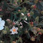 Cistus salviifolius habit picture by Sergio-OMA (cc-by-sa)