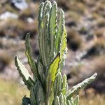 Diplostephium alveolatum leaf picture by Fabien Anthelme (cc-by-sa)