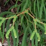 Sticherus ferrugineus leaf picture by Daniel Barthelemy (cc-by-sa)