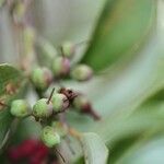 Agarista salicifolia fruit picture by H. Goëau (cc-by-sa)