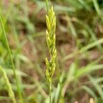 Lolium perenne leaf picture by Kleemans Adrianus (cc-by-sa)