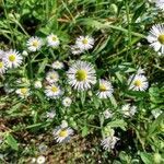 Erigeron annuus flower picture by G Schwarz (cc-by-sa)