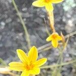 Sisyrinchium unguiculatum flower picture by Trap Hers (cc-by-sa)