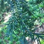 Taxus baccata leaf picture by Emily Kotter (cc-by-sa)