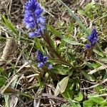 Polygala amara habit picture by grutz (cc-by-sa)