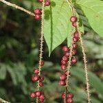 Coccoloba porphyrostachys fruit picture by Nelson Zamora Villalobos (cc-by-nc)