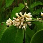 Dalbergia ecastaphyllum flower picture by Renato Lima (cc-by-sa)