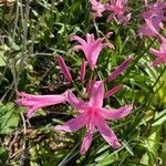 Nerine bowdenii flower picture by Jonathan Hobbs (cc-by-sa)