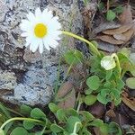 Bellium crassifolium habit picture by Sergio costantini (cc-by-sa)