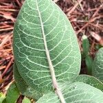 Asclepias humistrata leaf picture by Tim Rutland (cc-by-sa)