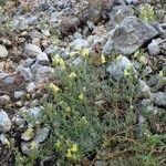 Linaria supina habit picture by Yoan MARTIN (cc-by-sa)