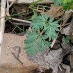 Corydalis flavula leaf picture by Andy Sheets (cc-by-sa)