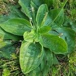 Plantago media leaf picture by Gabriel Alves (cc-by-sa)