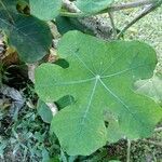 Jatropha podagrica leaf picture by Gabriel OLLIVIER (cc-by-sa)