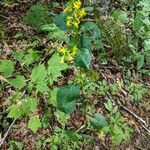 Solidago flexicaulis habit picture by Matthias Foellmer (cc-by-sa)