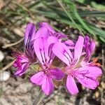 Pelargonium capitatum (l.) l'hér. flower picture by David McDonald (cc-by-sa)