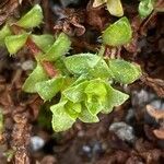 Saxifraga oppositifolia leaf picture by Francois Mansour (cc-by-sa)