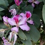 Bauhinia purpurea flower picture by Yuriy R (cc-by-sa)