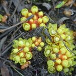 Cytinus hypocistis flower picture by Rico García Antonio (cc-by-sa)