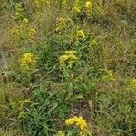 Solidago nemoralis habit picture by Catarina Lanzilotta-Moore (cc-by-sa)