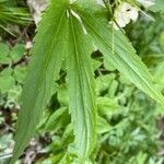 Cardamine enneaphyllos leaf picture by grutz (cc-by-sa)