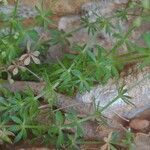 Galium pusillum leaf picture by Clement Devaux (cc-by-sa)