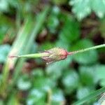 Geranium phaeum fruit picture by hieracium eriophorum (cc-by-sa)