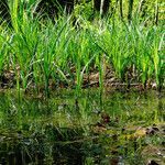 Acorus calamus habit picture by Andrzej Konstantynowicz (cc-by-sa)