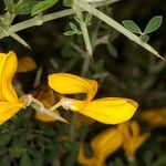 Genista corsica flower picture by Martin Bishop (cc-by-sa)